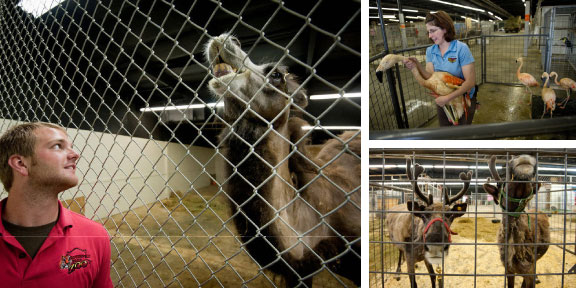 zoo contingency plans, animal relocation, the noakâ€™s ark effect, humor, camel behavior