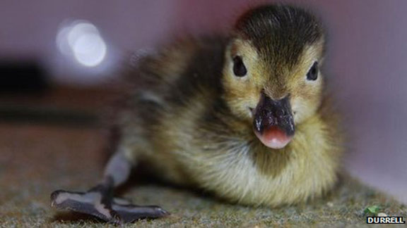 extinct duck species, Madagascan pochards, breeding in captivity, saving rare species