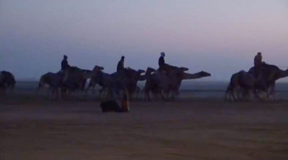 Camels, camel milk cheese, camel pageants, Middle East, adventure holidays, 