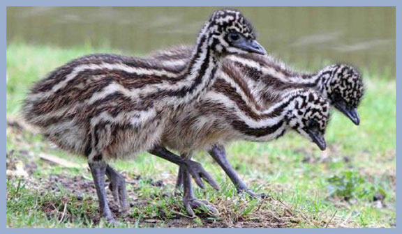 lemurs, lions, emus, fennecs, animals born in captivity, zoo births 2013, spring births,