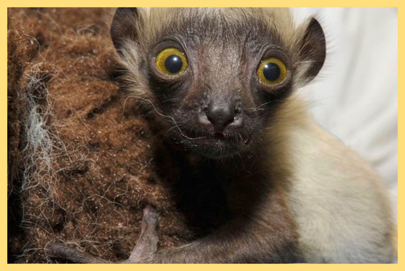 lemurs, lions, emus, fennecs, animals born in captivity, zoo births 2013, spring births,