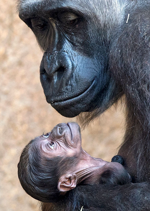 great apes, gorilla births, bonobos