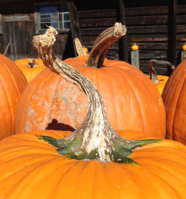 weekend travel, things to do in the Berkshires, mikeâ€™s maze, falconry, halloween, pumpkin picking, entertainment, fall foliage